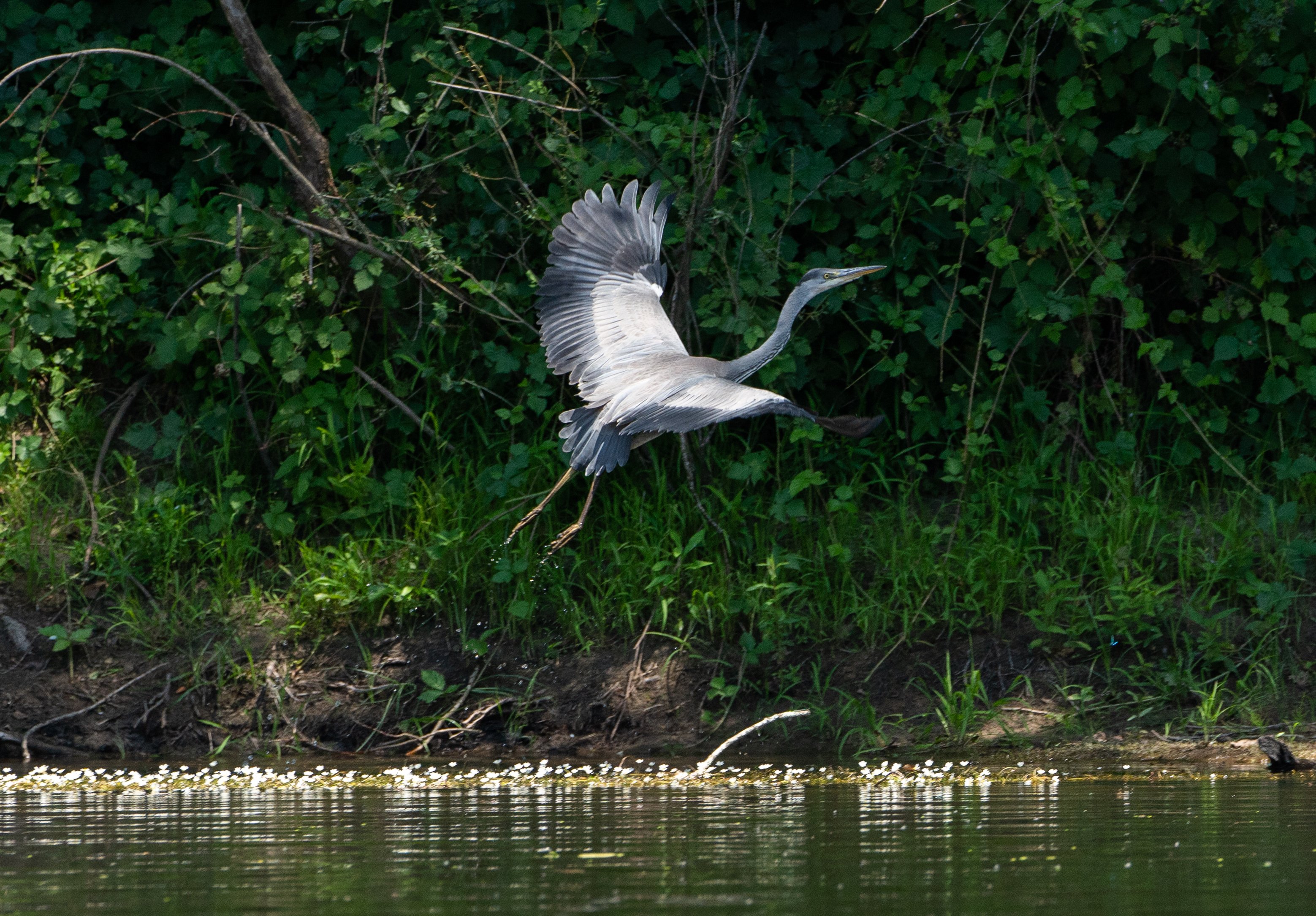 Copeyre Canoë - Base de Meyronne, Meyronne