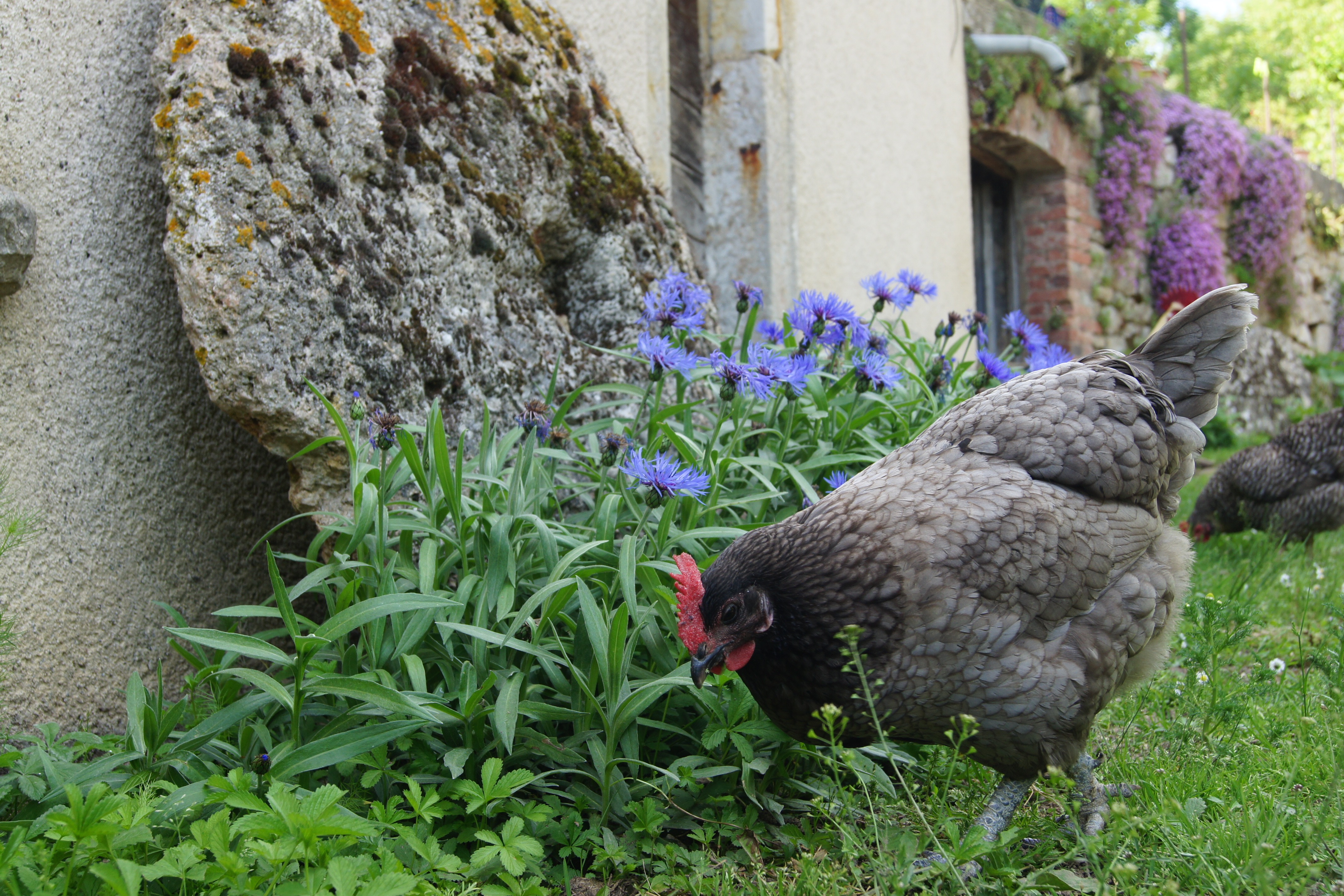 Le Pigeonnier de Roudayres, Les Pechs du Vers - photo 2