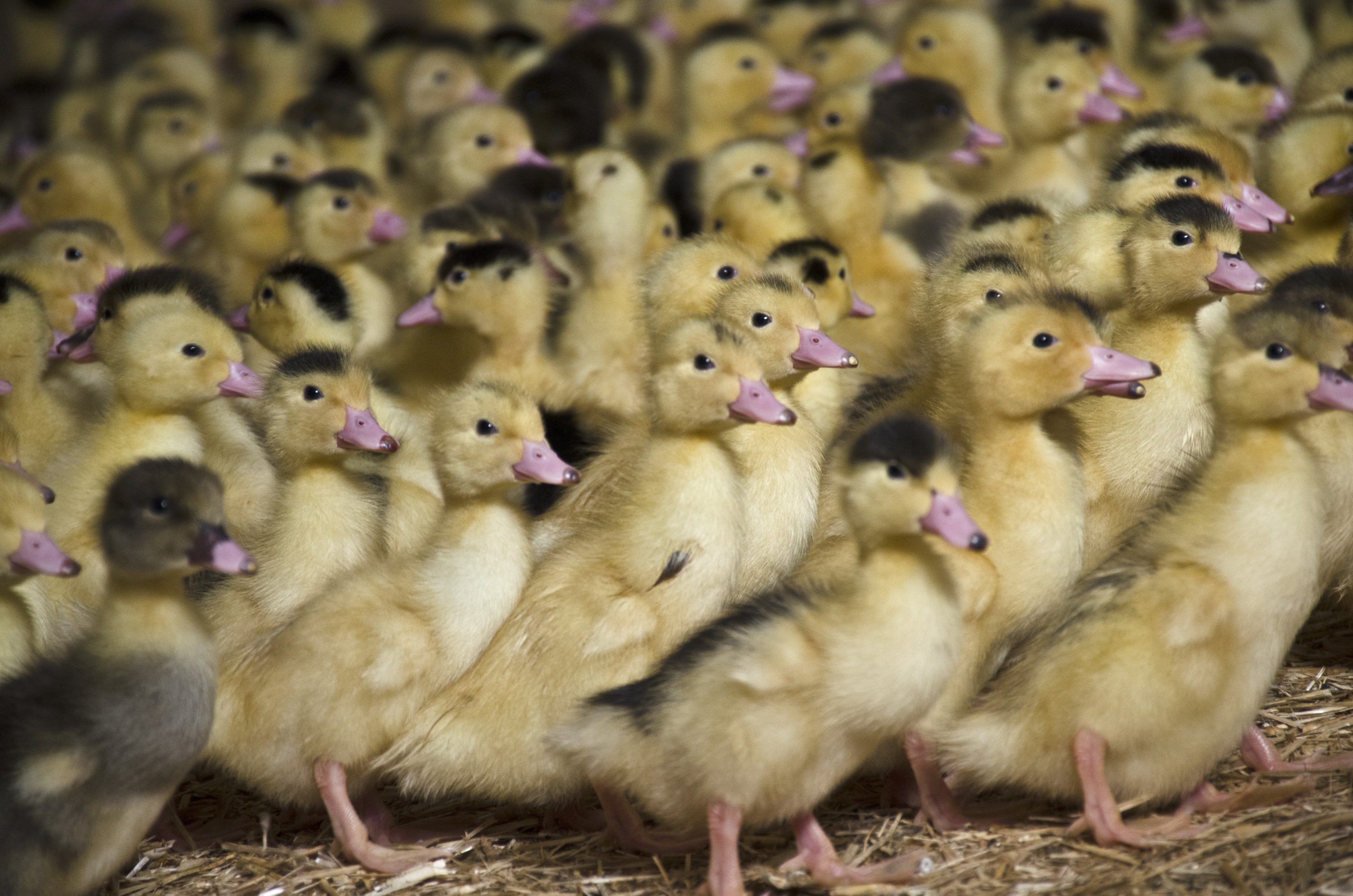Ferme de Marie-Pierre et Yves Robert - Foie Gras Robert — photo 2