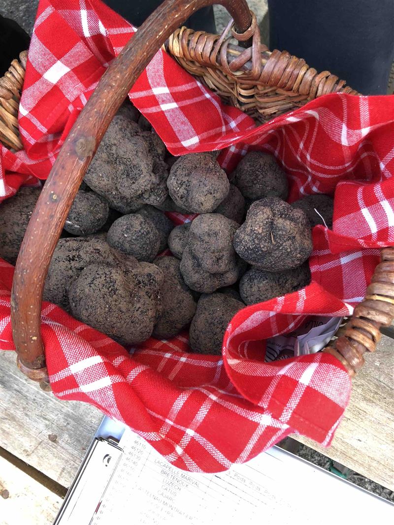 Truffes Noires de Montcuq