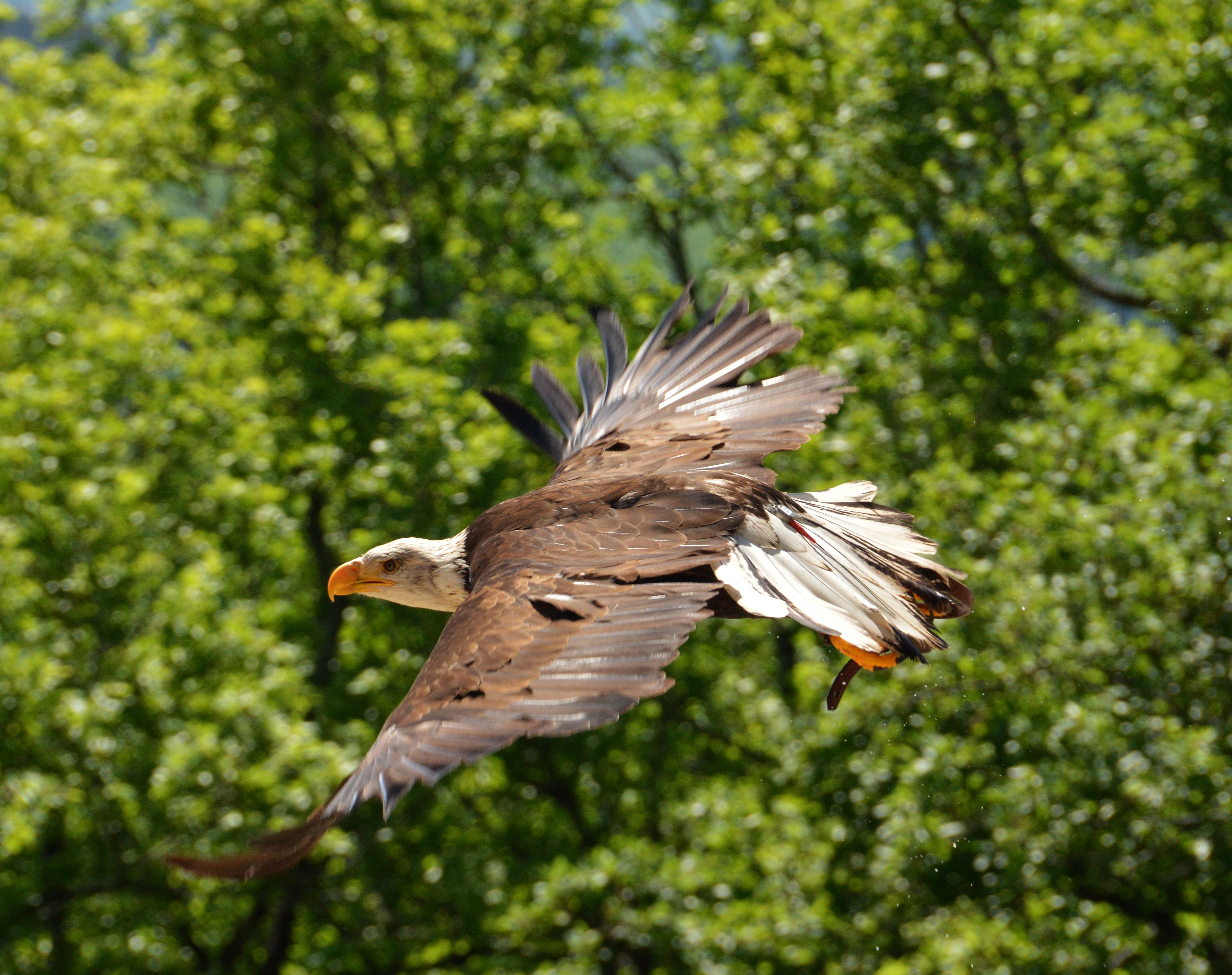Ecoparc du Rocher des Aigles