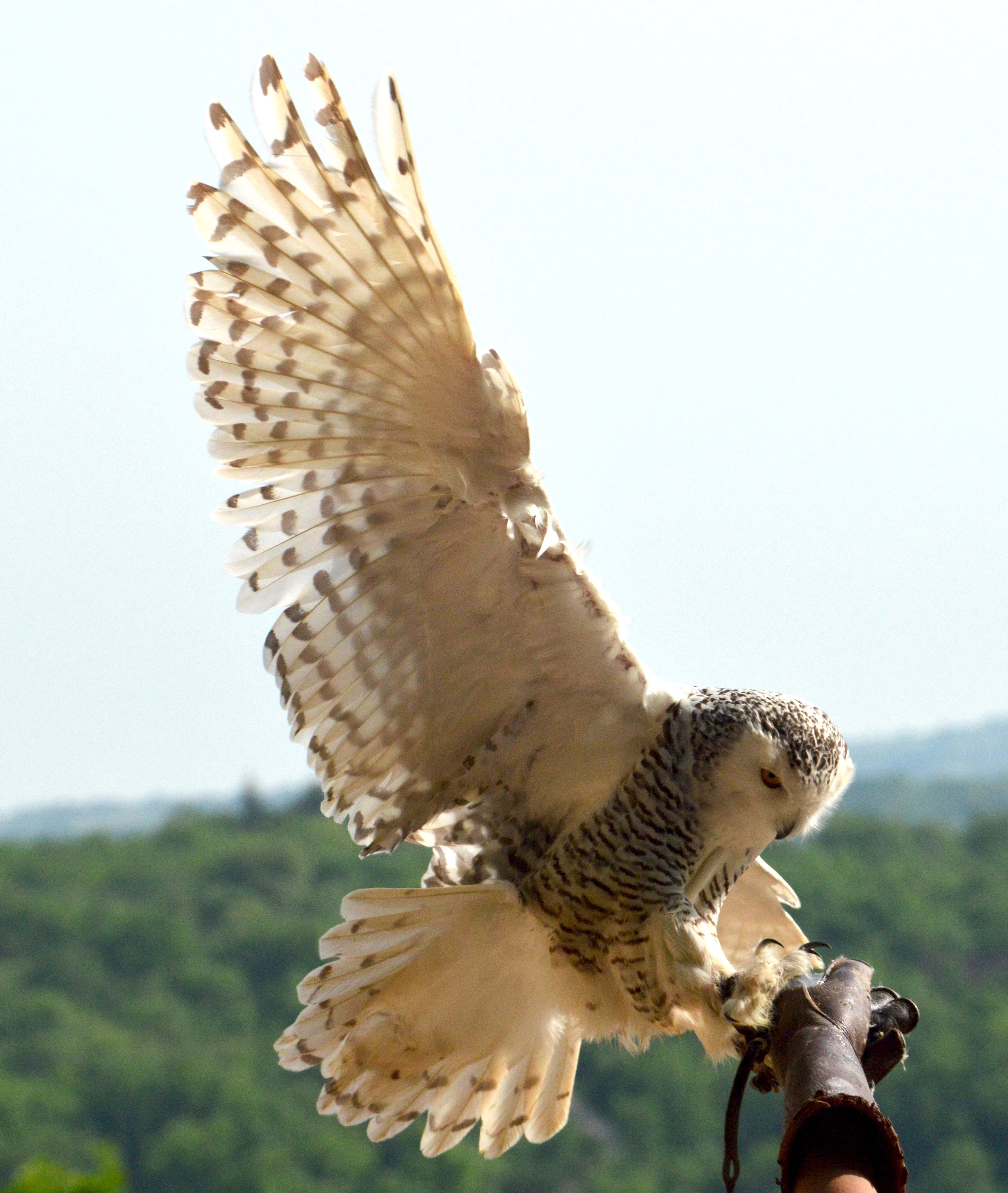 Le Rocher des Aigles
