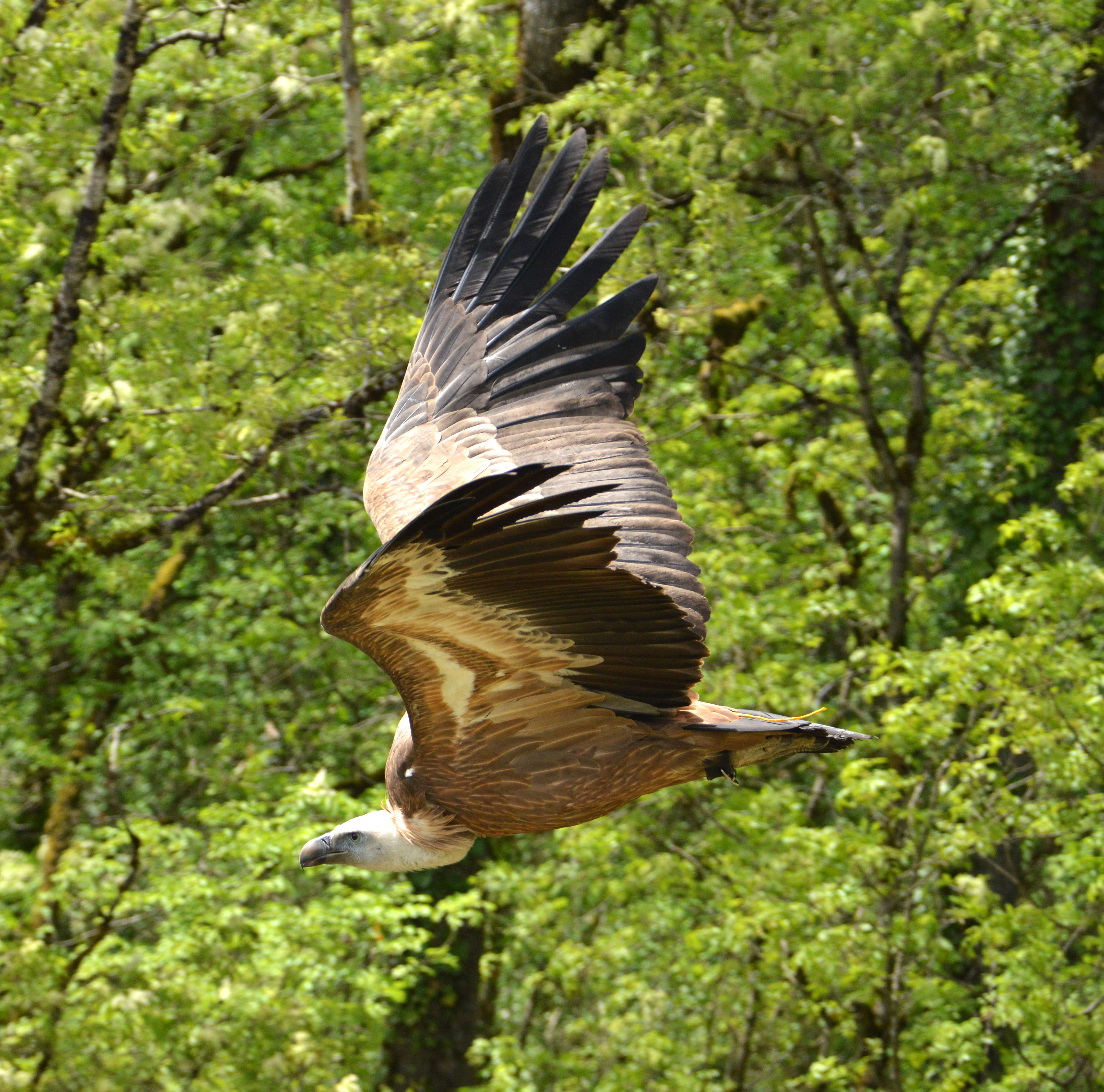 Le Rocher des Aigles, Rocamadour - photo 6