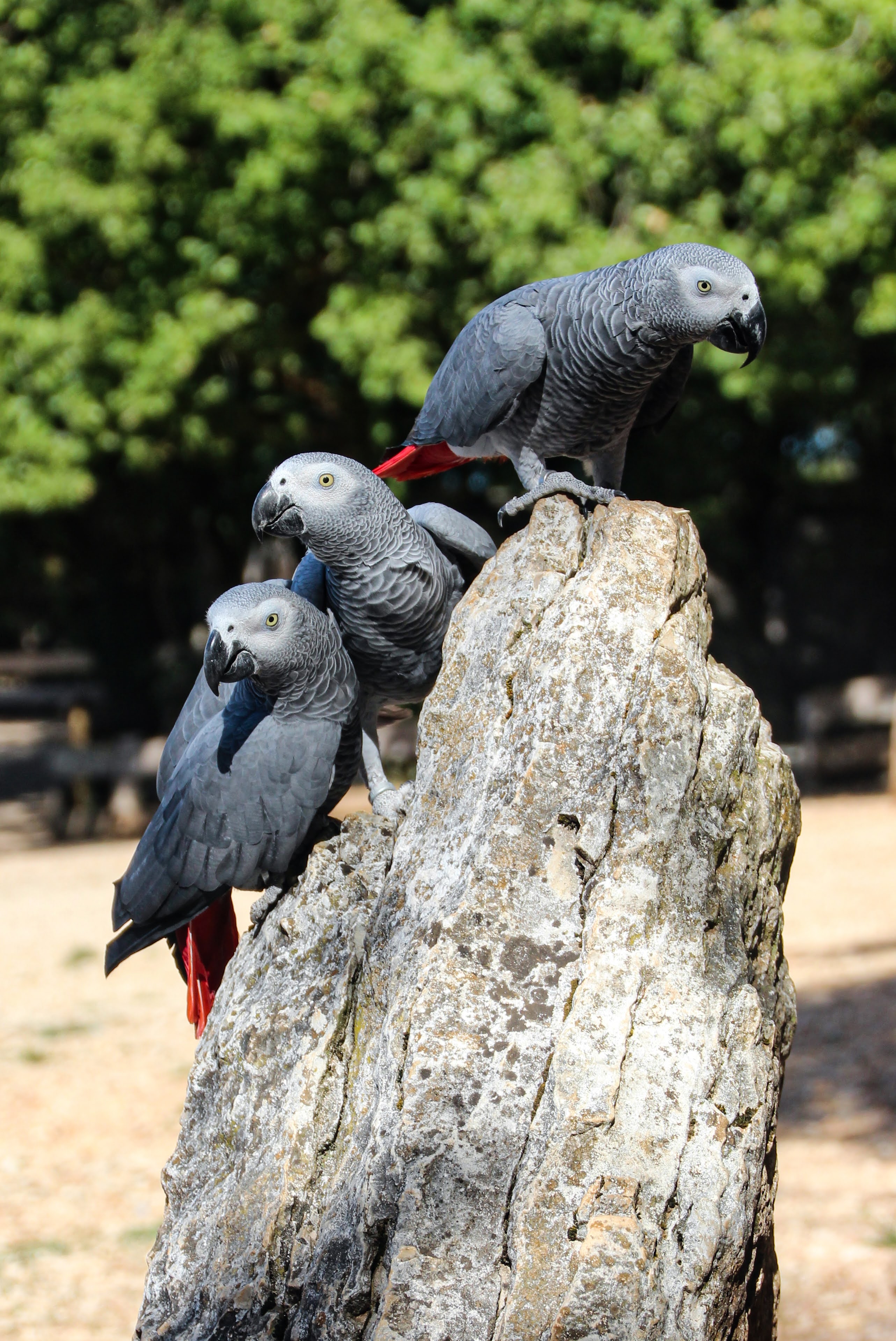 Le Rocher des Aigles, Rocamadour - photo 8