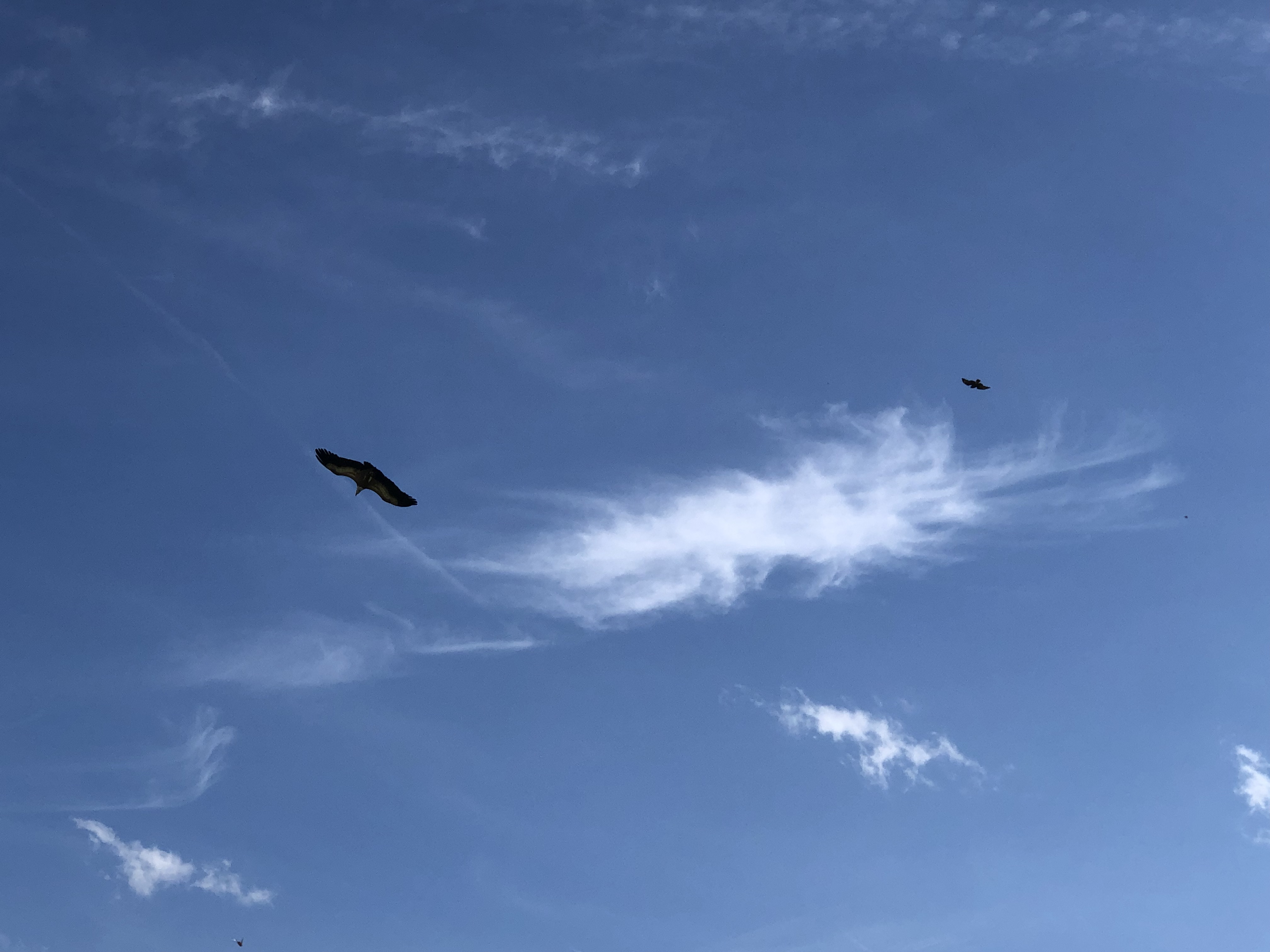 Le Rocher des Aigles, Rocamadour - photo 11