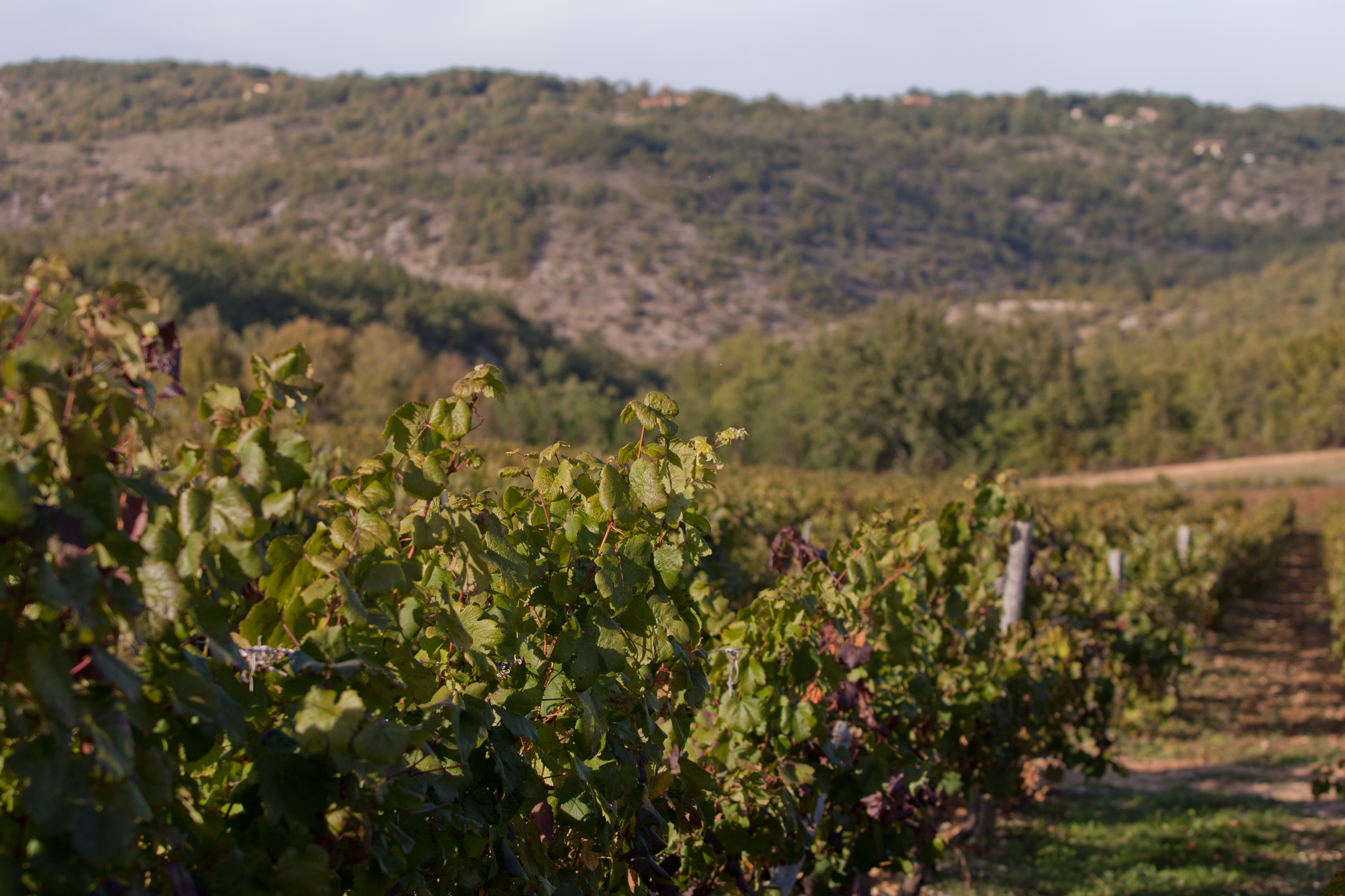 Domaine du Souleillan — photo 3