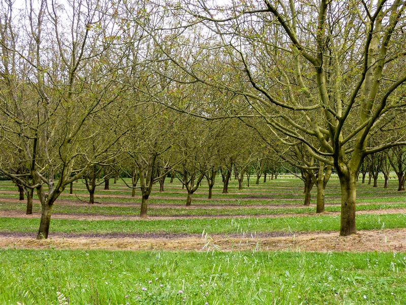 01La Pistoule - Noyeraie © Lot Tourisme - C. Sanchez