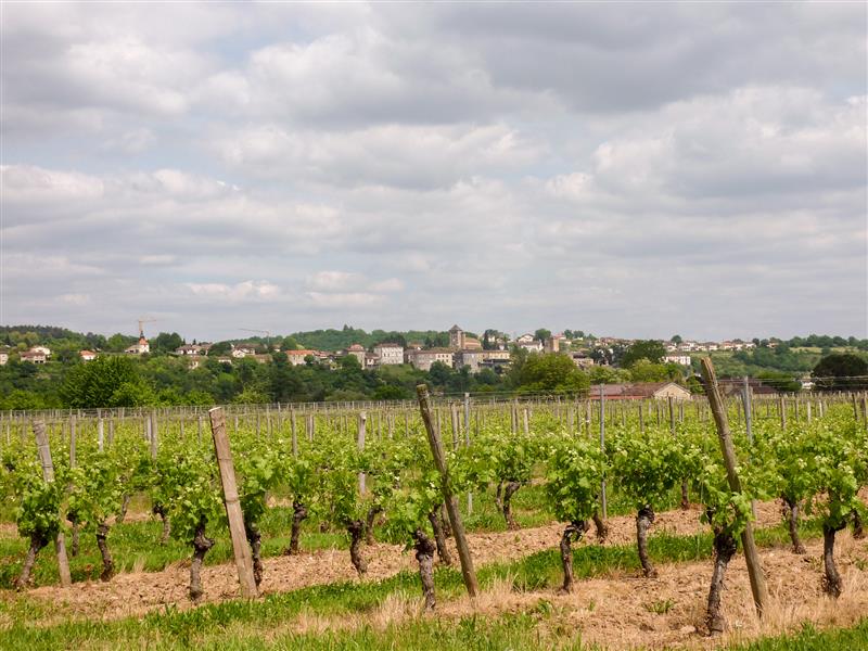 02Les rédoux - Vignes© Lot Tourisme - C. Sanchez