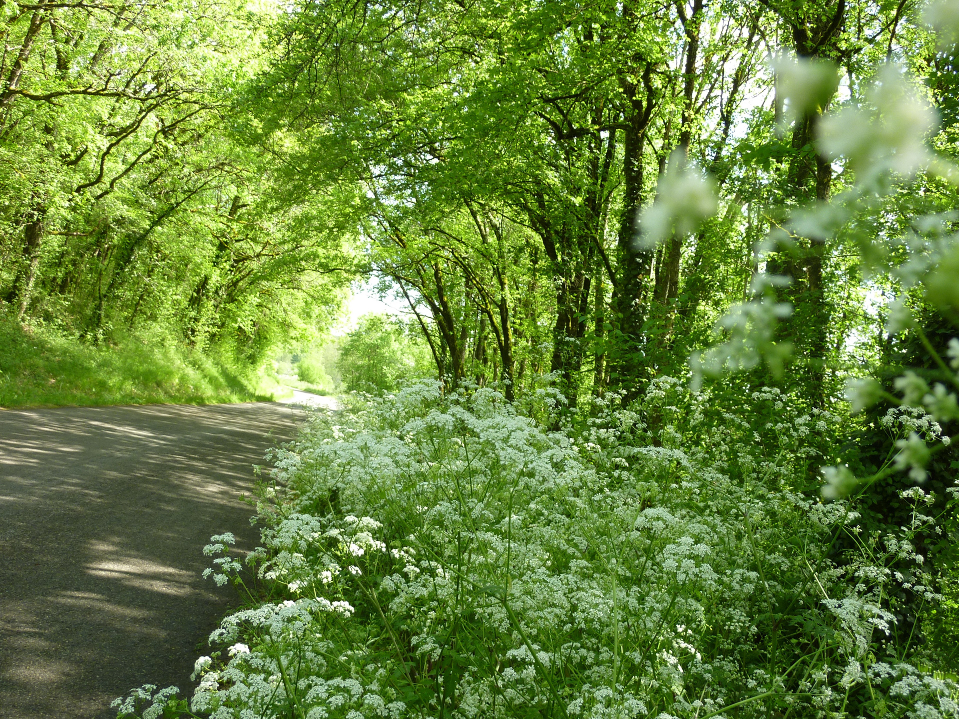 Balade Entre l'Ourajou et le Palazat, Salviac - photo 2