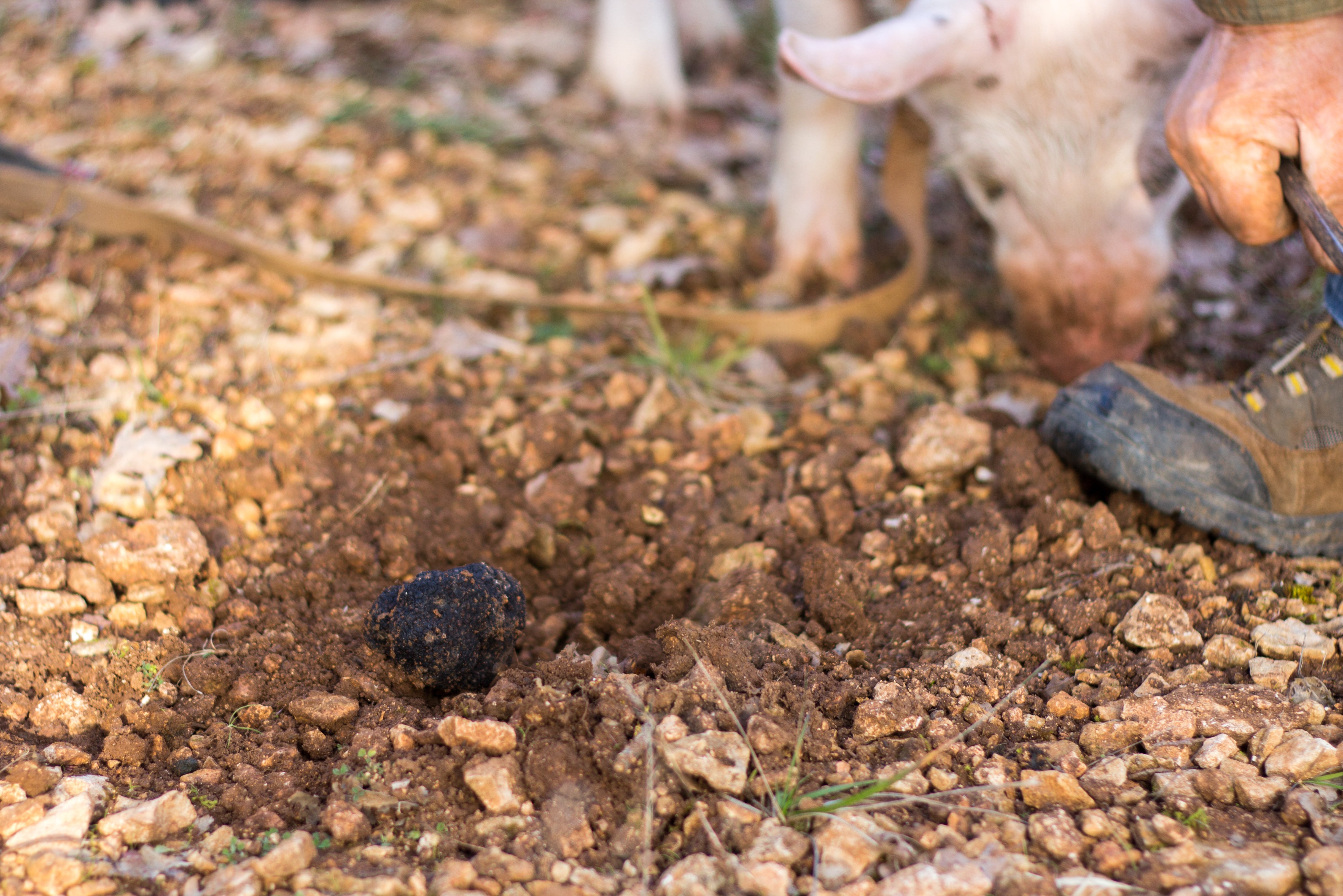 Circuit des saveurs, Fontanes - photo 3