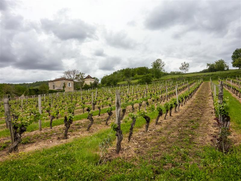 04le Chai - Vignes© Lot Tourisme - C. Sanchez