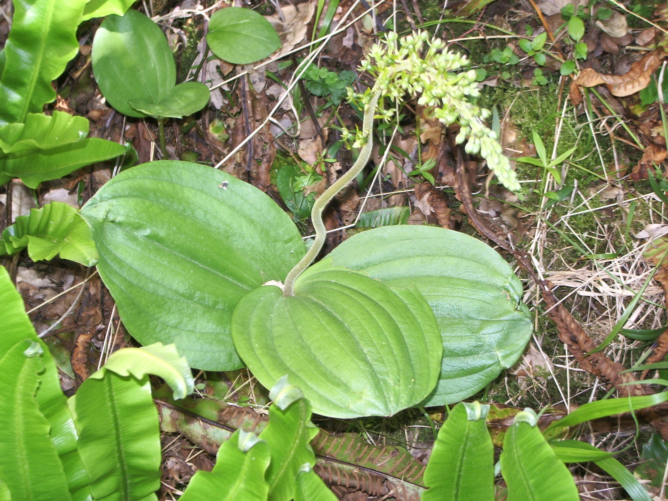 Phosphatières du Cloup d'Aural à Bach - Listère à 3 feuilles (orchidée)