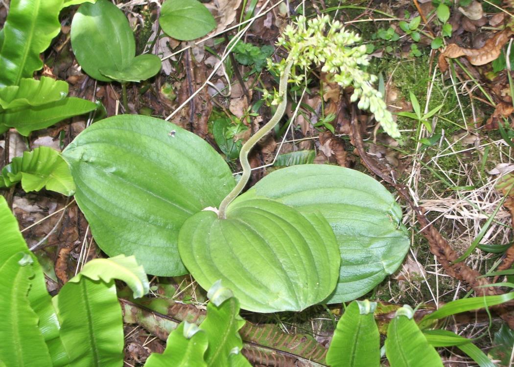 Phosphatieres du Cloup d'Aural a Bach - Listère à 3 feuilles (orchidée)