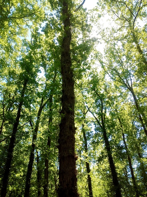 Aire Naturelle "les Grands Chênes", Pinsac - photo 6