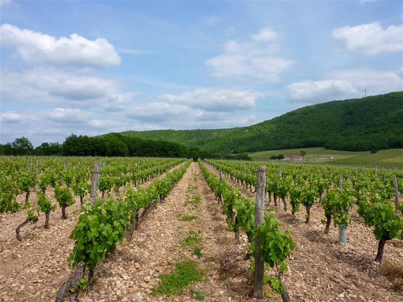 06Le Caillau - Vignes du Cahors© Lot Tourisme - C. Sanchez