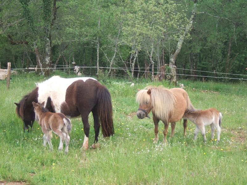 Camping à la Ferme Les Petits Equins, Miers - photo 6