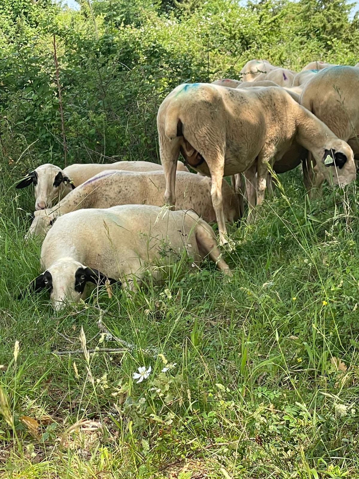 Le Safari de Saint-Cirq-Lapopie