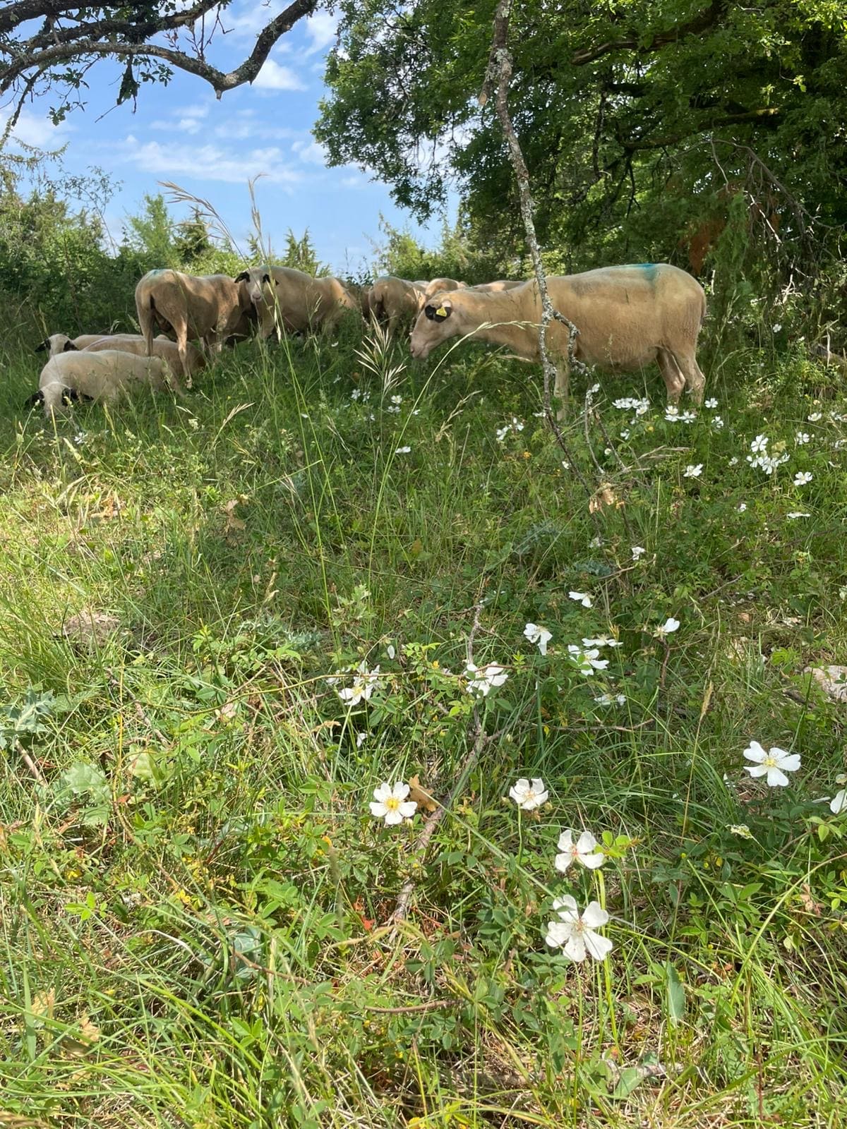 Le Safari de Saint-Cirq-Lapopie, Saint-Cirq-Lapopie - photo 2