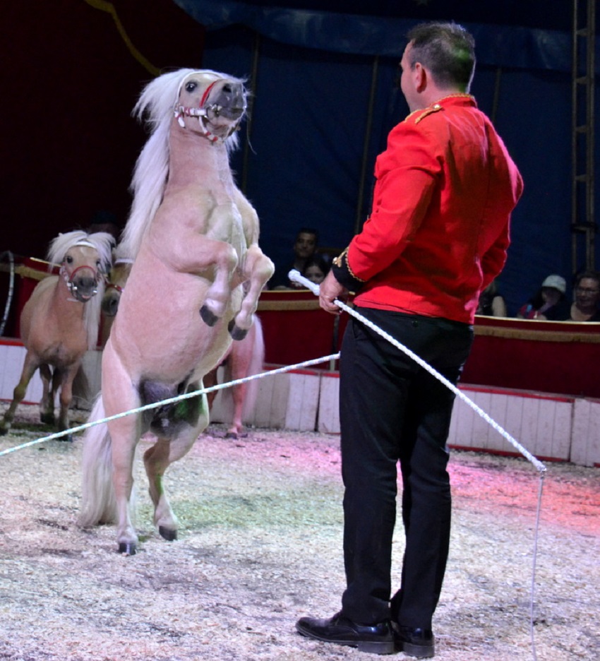 Cirque Rico Zavatta à Figeac, Figeac - photo 3