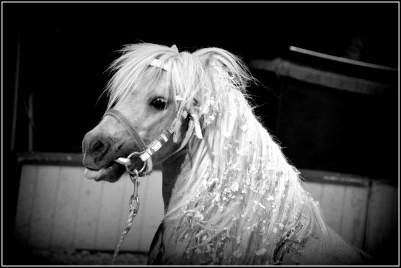 Cirque Rico Zavatta à Figeac, Figeac - photo 6
