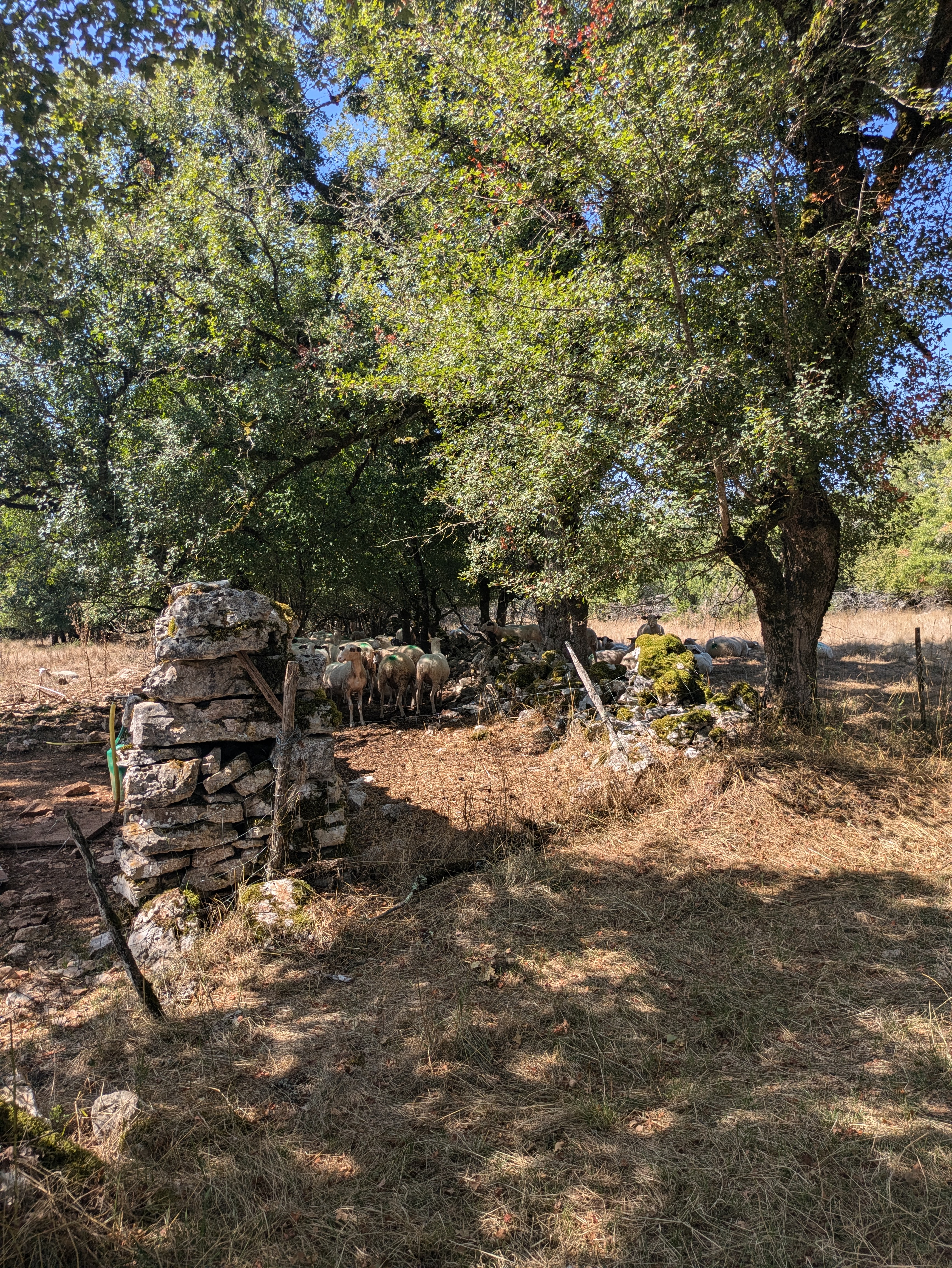 brebislunettesnoires_espédaillac
