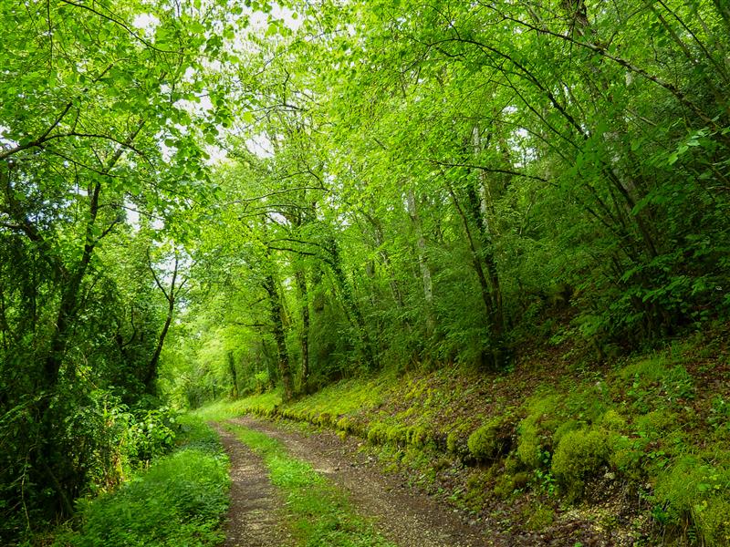 11Passage en sous bois du "Travers Mal" © Lot Tourisme - C. Sanchez