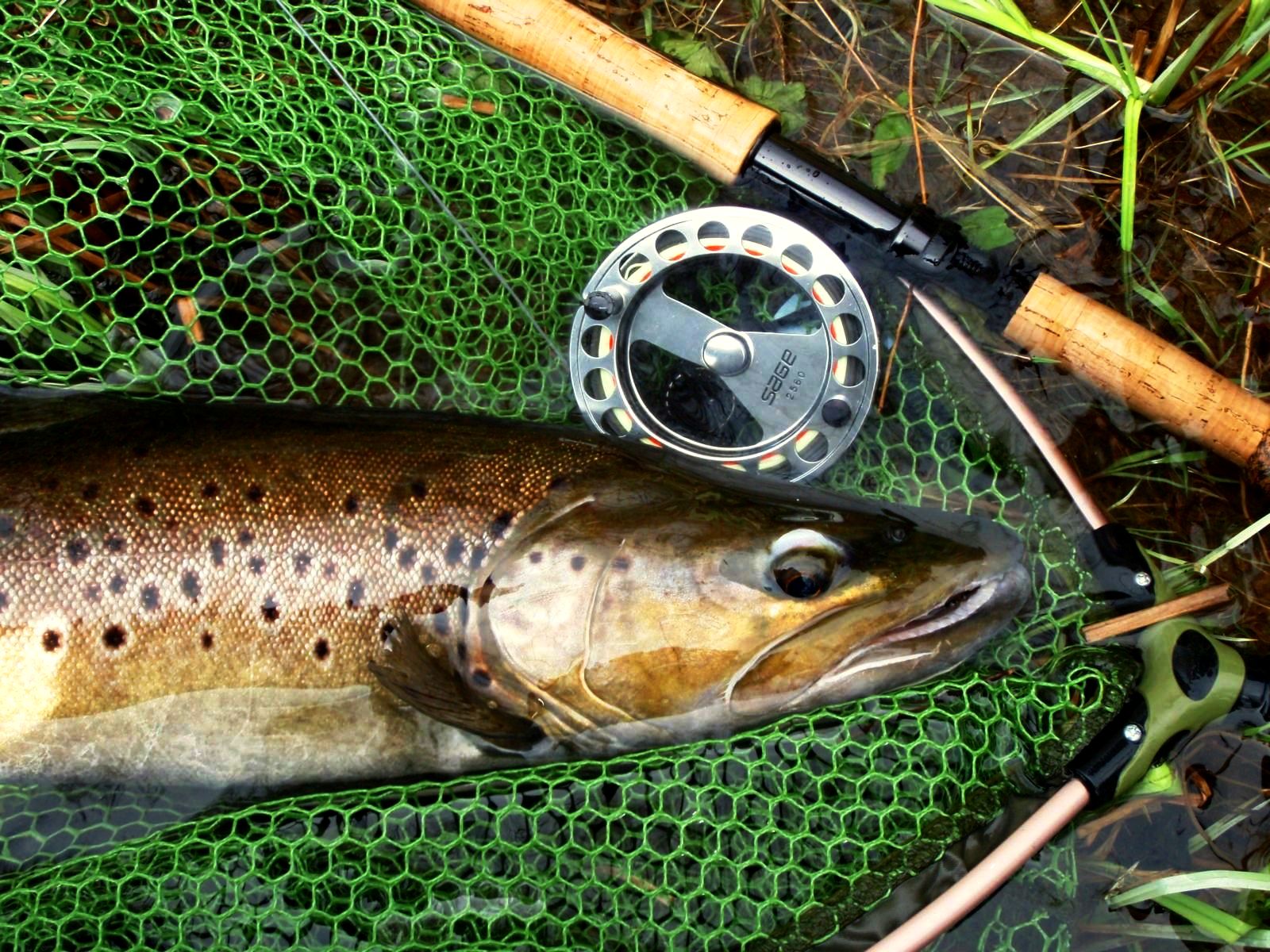 Adrien Sauvestre - Moniteur Guide de pêche, Le Vignon-en-Quercy - photo 5