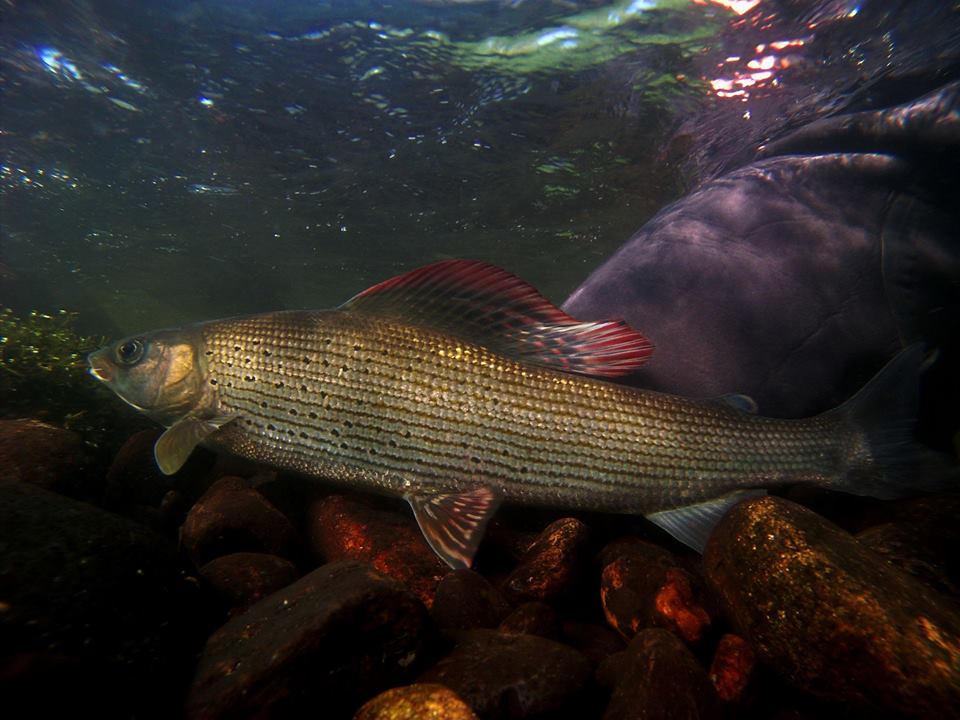 Adrien Sauvestre - Moniteur Guide de pêche, Le Vignon-en-Quercy - photo 6