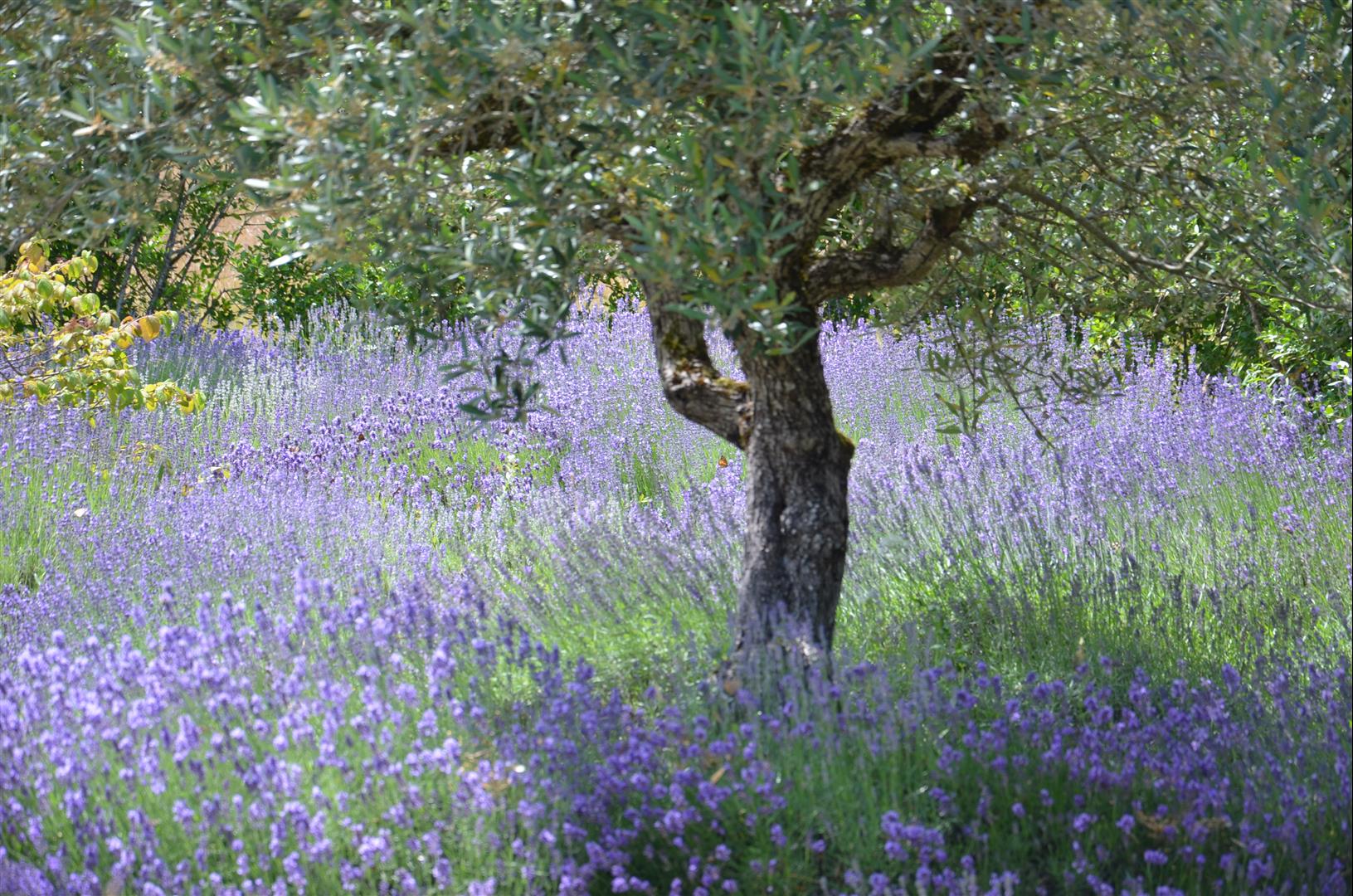 Les Gîtes du Rigaudou - Rigaudou, Saint-Denis-lès-Martel - photo 6