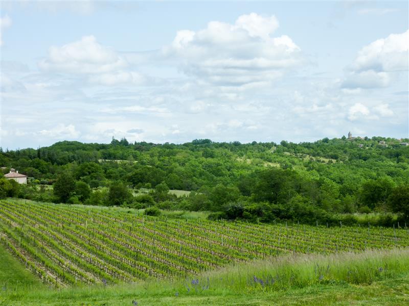 15St Michel de Cours - Vignes © Lot Tourisme - C. Sanchez