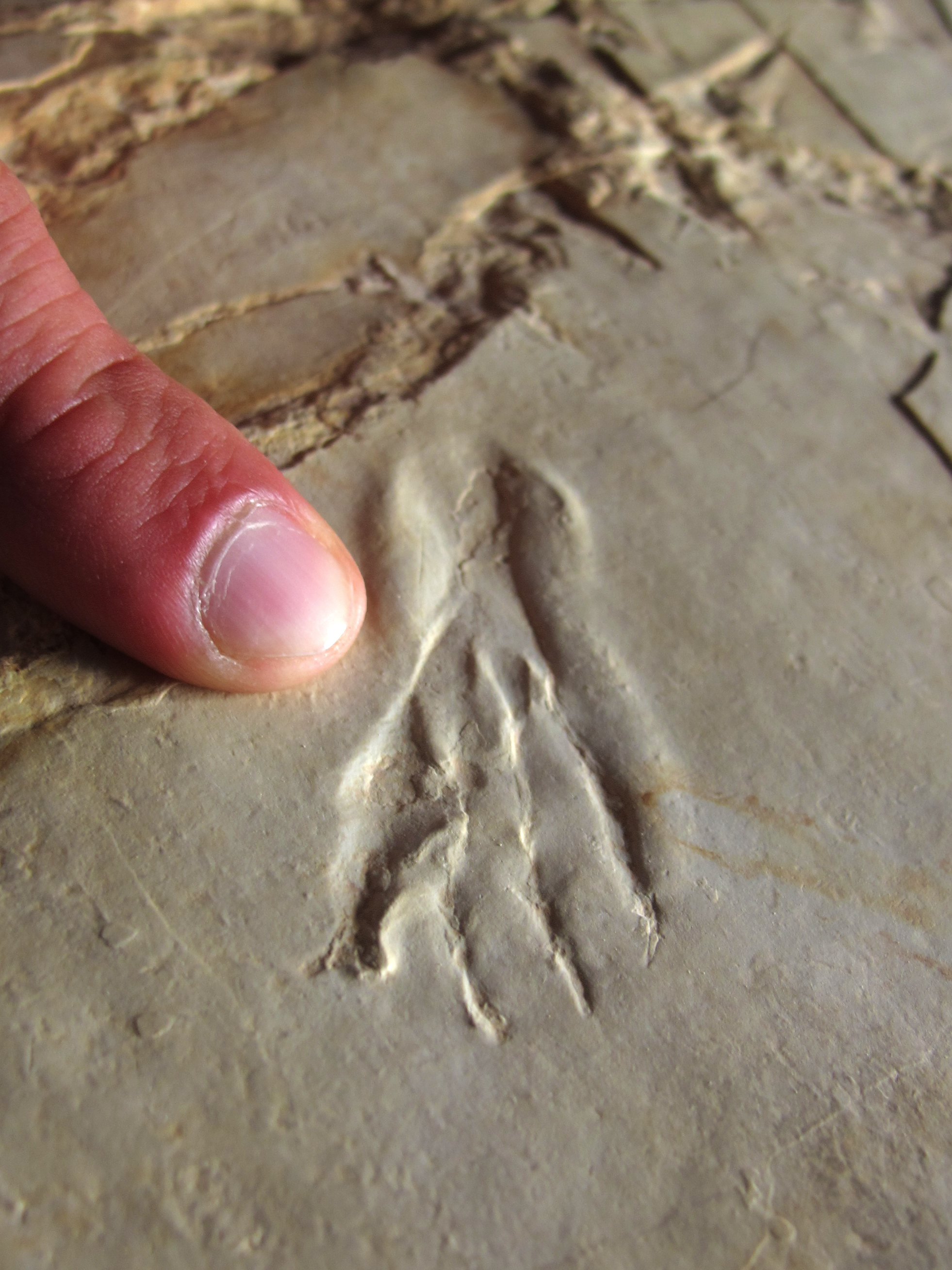 La Plage aux Ptérosaures, Crayssac