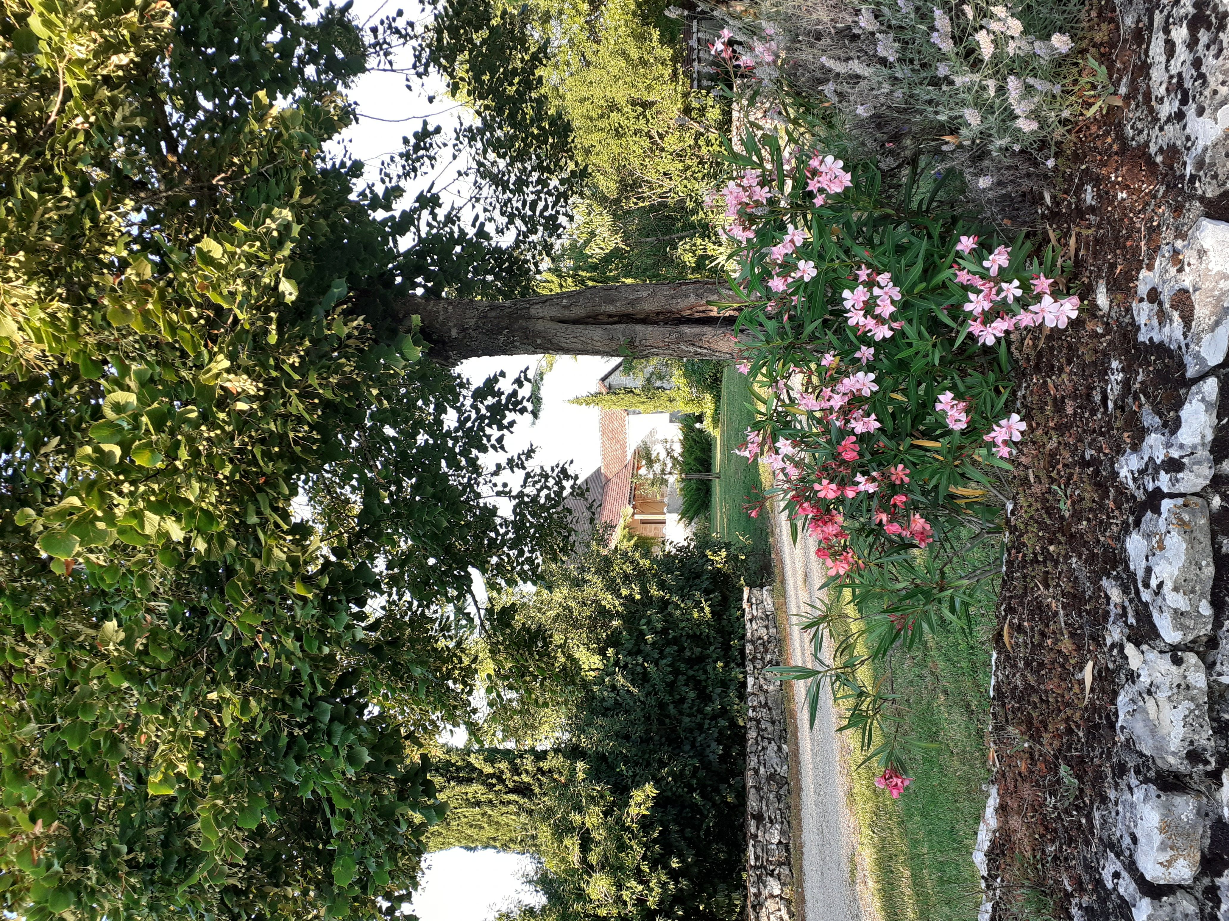 Les Romarins, Sénaillac-Lauzès - photo 12