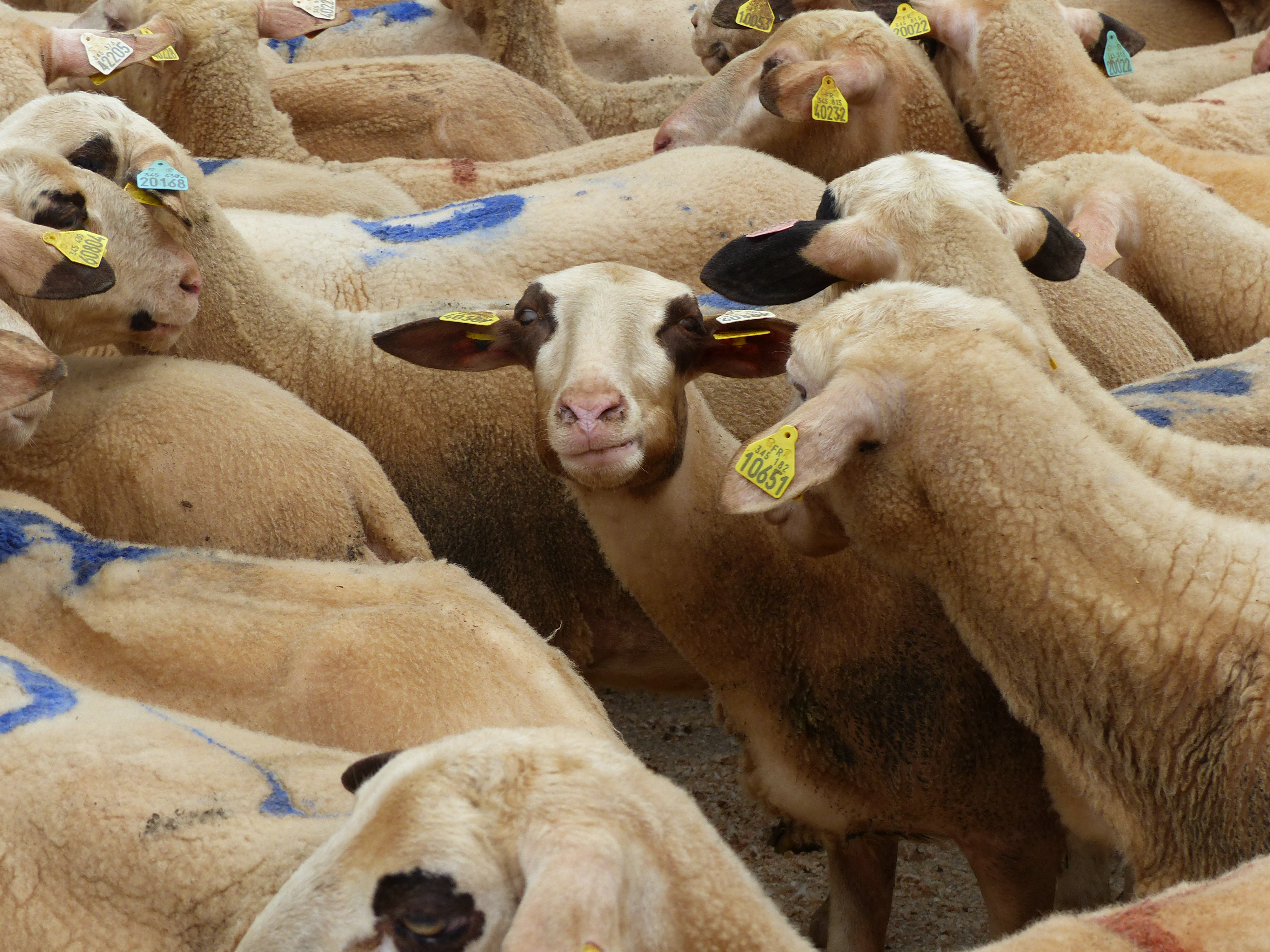 Fête de la brebis