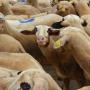 170415_Transhumance 
