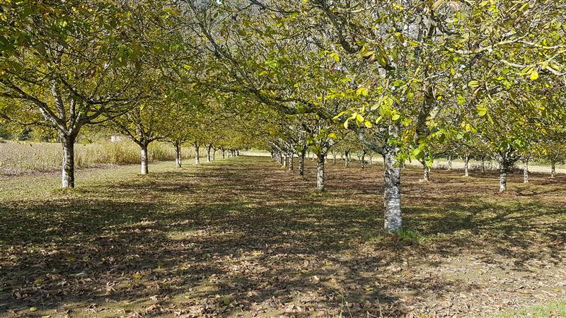 Le noyer, un arbre emblème