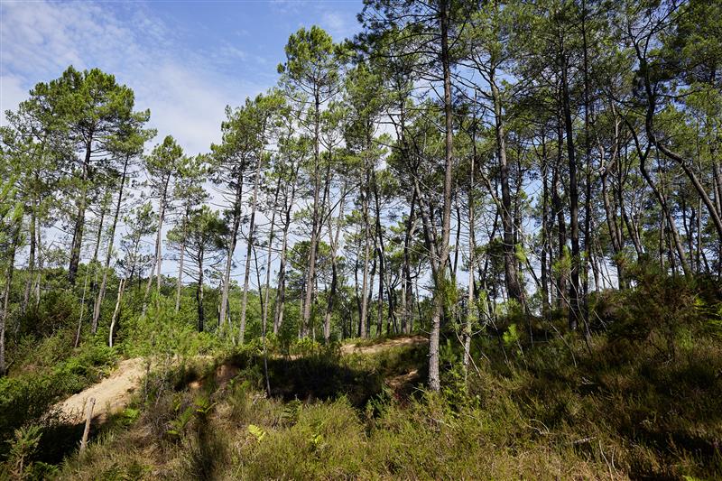 La forêt