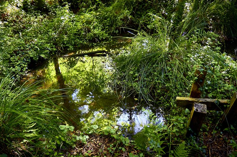 La source et le bois humide