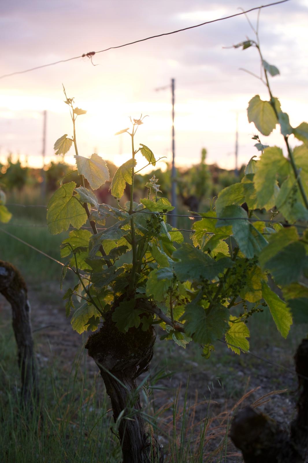 Clos du Fleur de Lysé