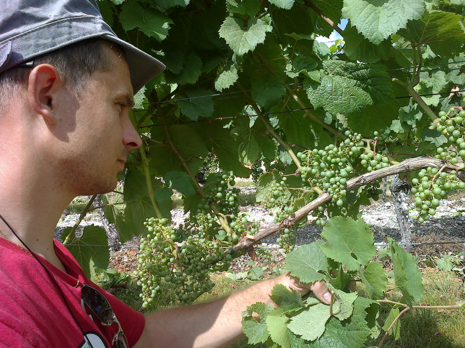 Domaine Pejusclat — photo 3