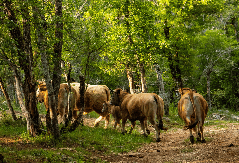Le Safari de Saint-Cirq-Lapopie, Saint-Cirq-Lapopie - photo 6
