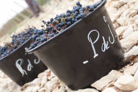 Château Pech de Jammes : Vin, Truffe et Safran