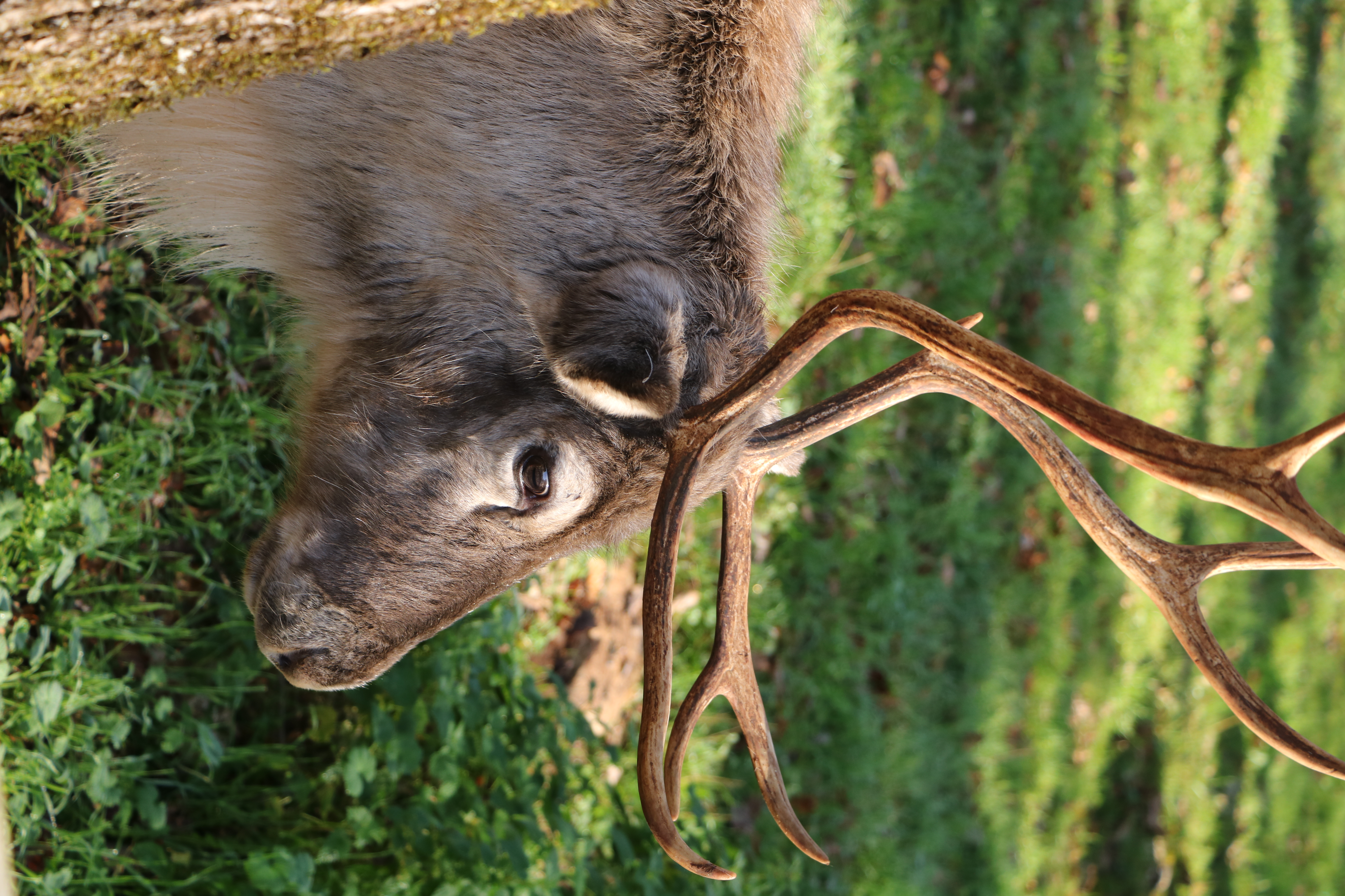 La Magie de Noël au Parc Animalier de Gramat, Gramat - photo 2