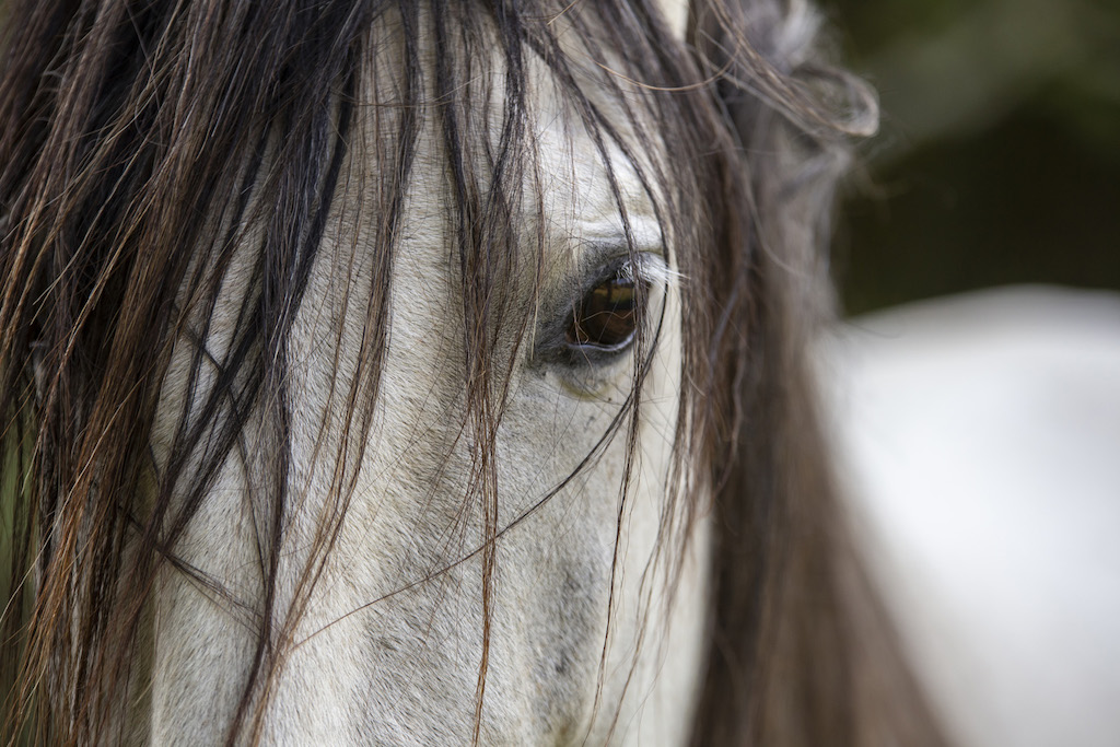 Mas De Peyrelongue, Corn - photo 18