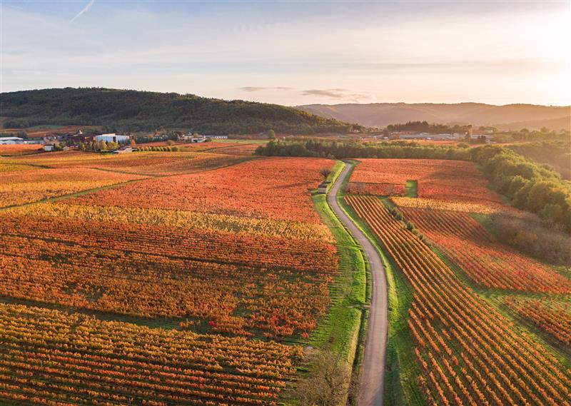Vignoble de Cahors en automne à Parnac
