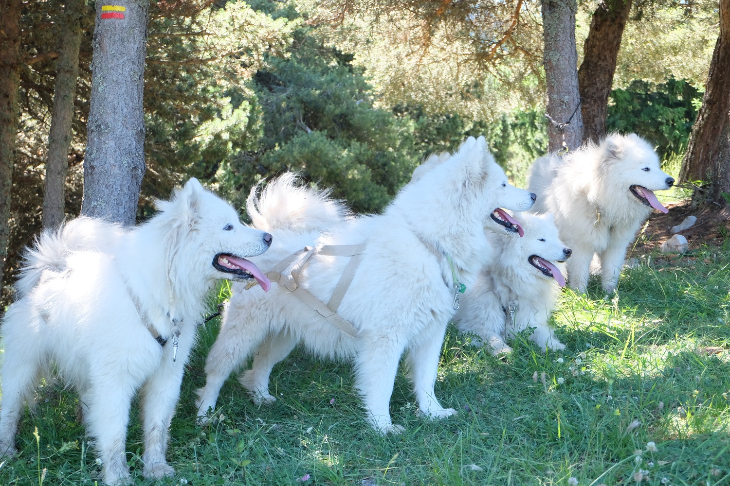 Terre Inukshuk - Cani-Randonnée et visite de Chenil