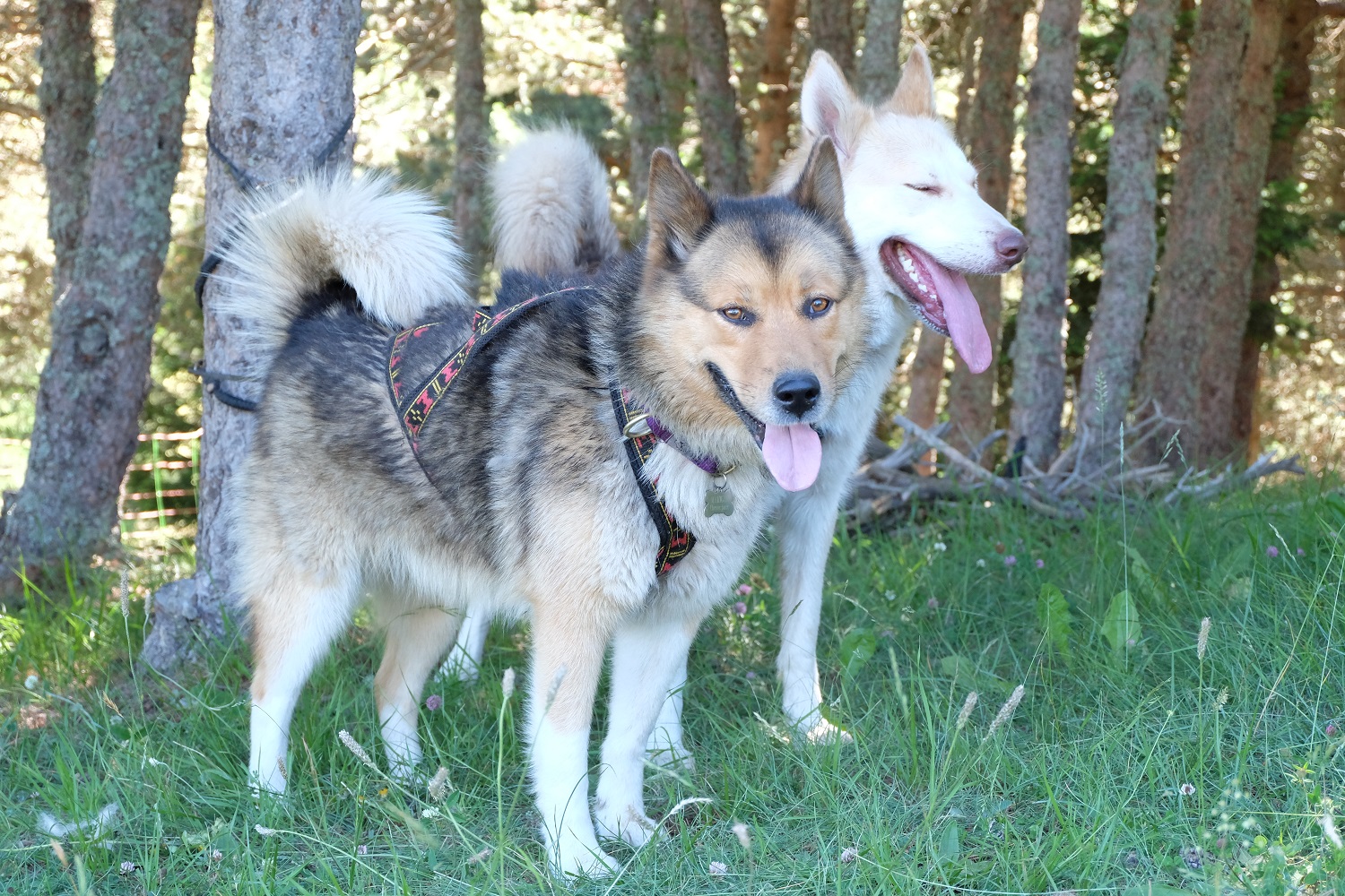 Terre Inukshuk - Cani-Randonnée et visite de Chenil, Laburgade - photo 8