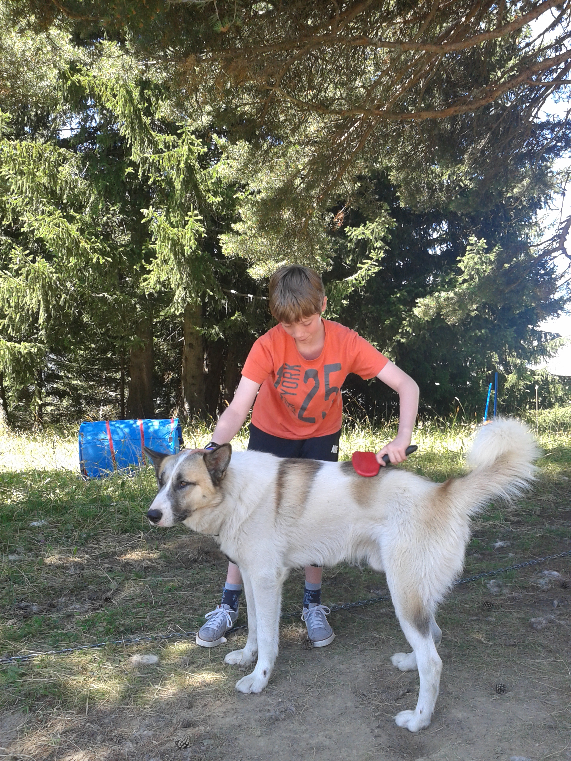 Terre Inukshuk - Cani-Randonnée et visite de Chenil, Laburgade - photo 10