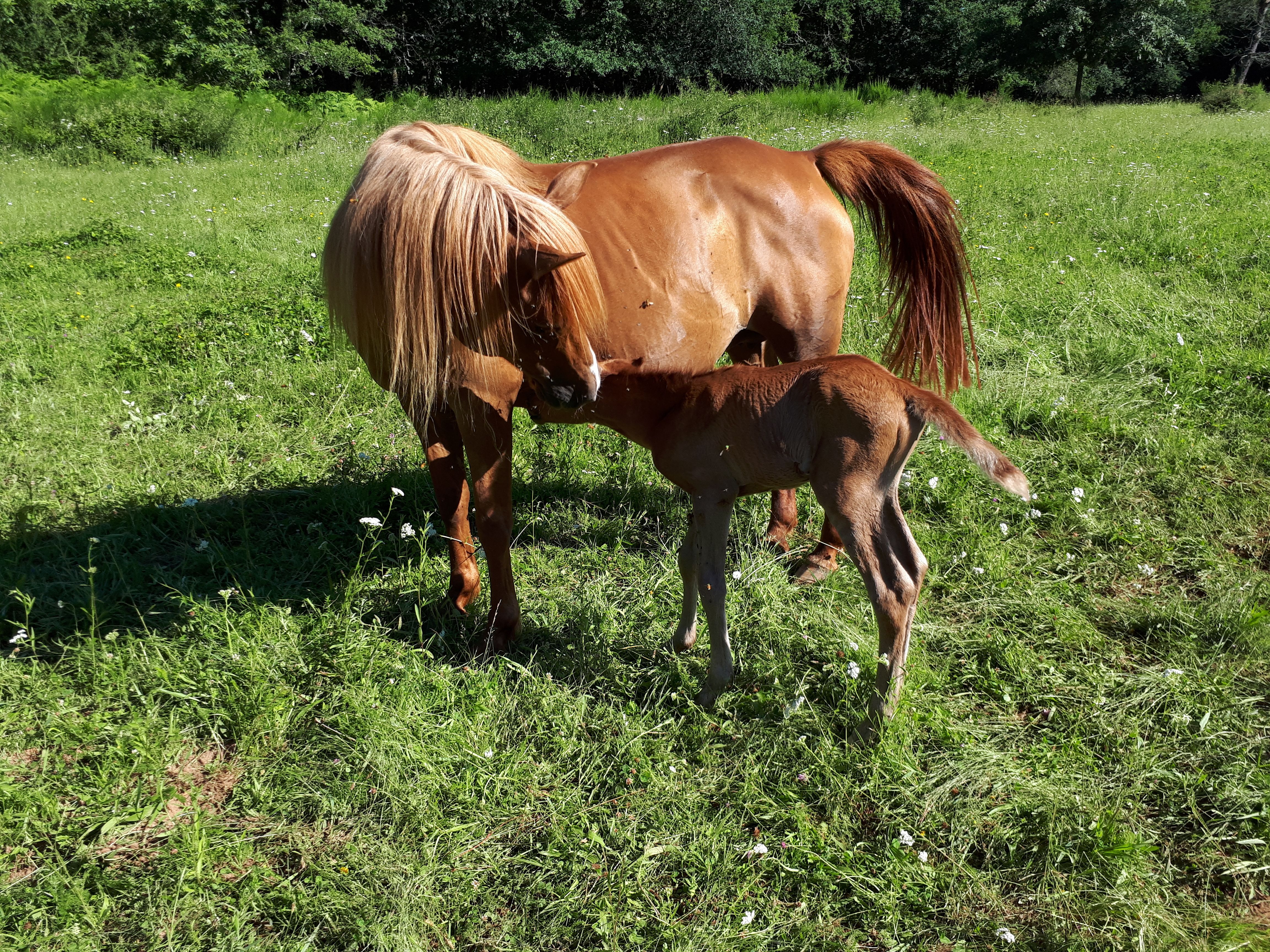 Camping à la ferme de La Fontaine, Montcléra - photo 7