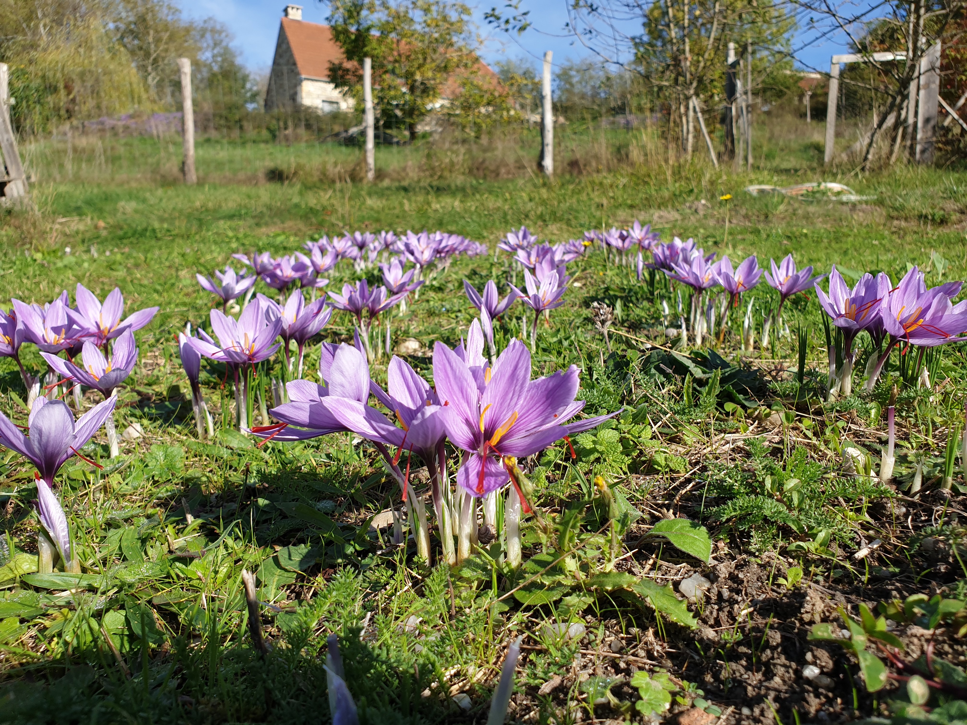 Safranière La Borie Blanche