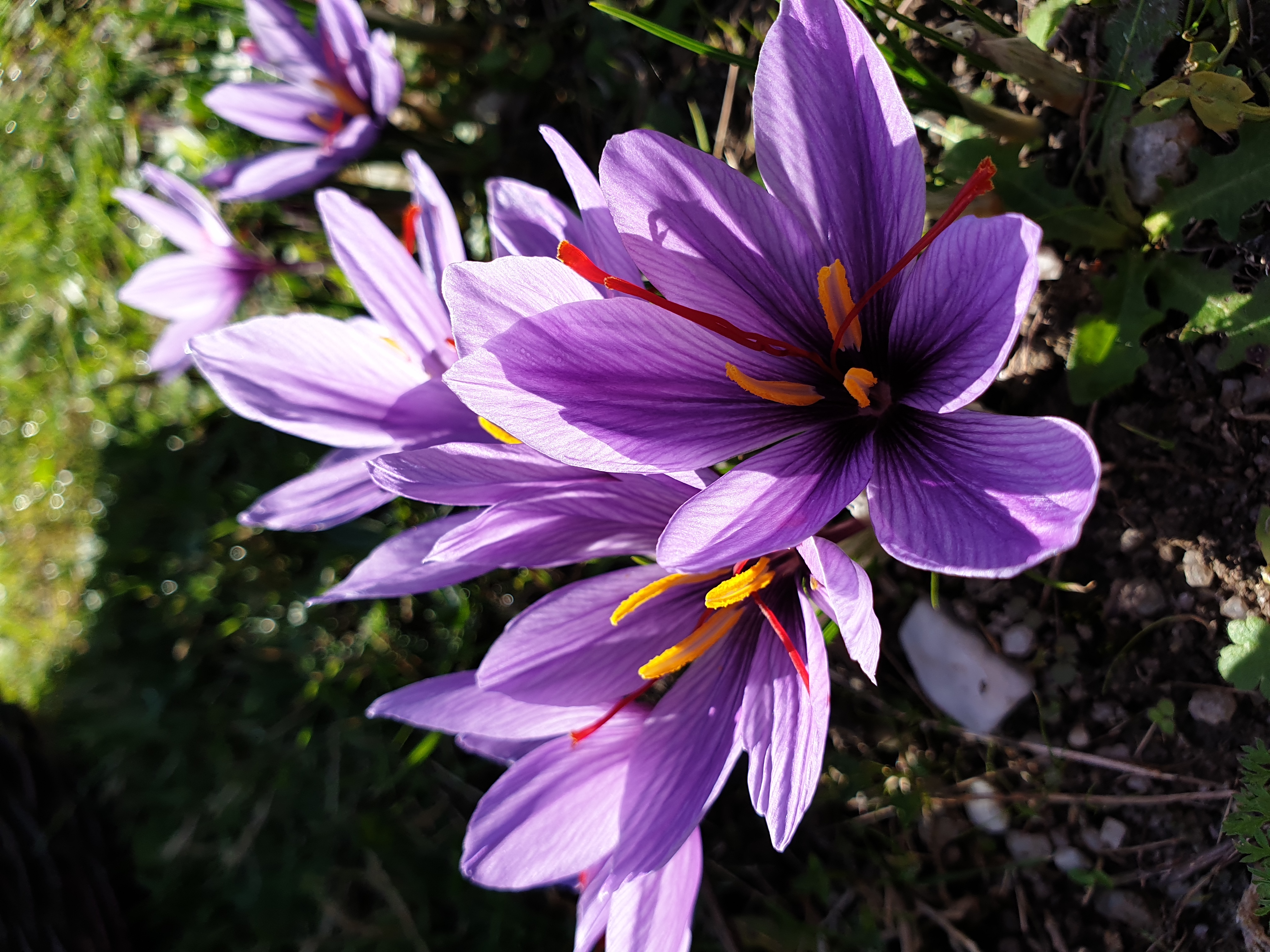 Safranière La Borie Blanche